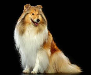 Collie Dog on Isolated Black Background in studio