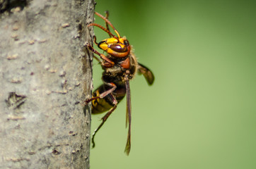hornet in the garden