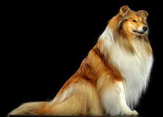 Collie Dog on Isolated Black Background in studio