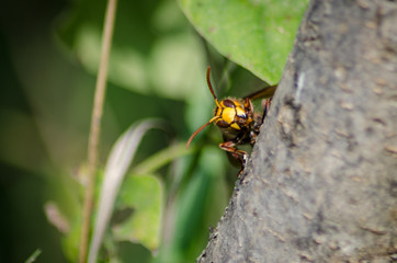 hornet in the garden