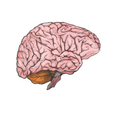 Digital painted brain isolated on a white background. Realistic drawing. The part of the human body.