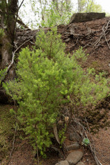 A plant in the Anaga rural park in Tenerife, Canaries