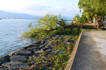 Fototapeta premium 台風被害 樹木の倒壊