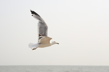 Flying seagull. Freedom icon.