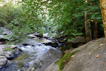 Obraz premium szyje wodne