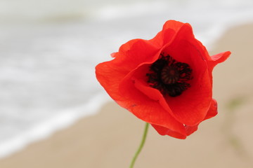  red poppy on the background of the sea