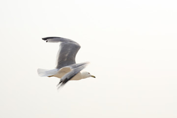Fototapeta premium Flying seagull. Freedom icon.