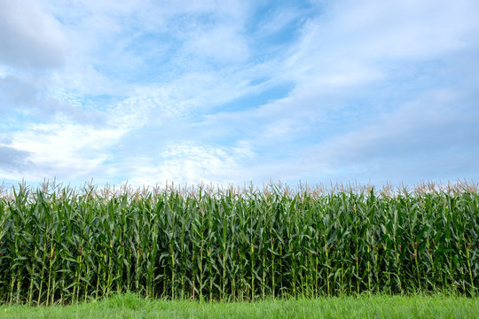 Landscape image of corn field in the farm with blue sky and green nature background