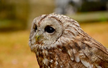 Strix aluco