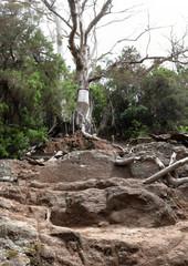 A big old tree in the Path of the Senses in the Anaga rural park in Tenerife island in the Canaries