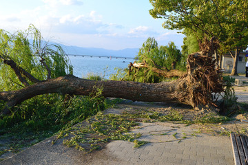 Fototapeta na wymiar 台風被害　樹木の倒壊