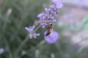  the bee sit on a lavender flower