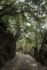 The Path of the Senses in the Anaga rural park in Tenerife island in the Canaries