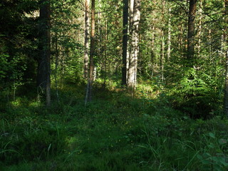 Forest