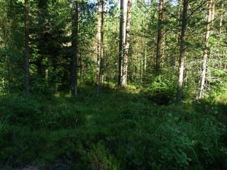 Obraz premium Forest