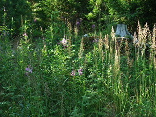 Grass in sun glare