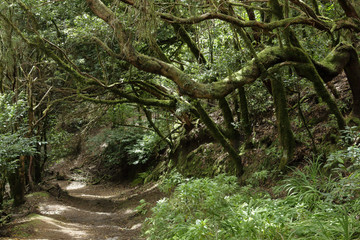 A path in the Anaga rural park in Tenerife island in the Canaries