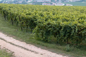 Fototapeta na wymiar Grape vines