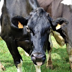 vache