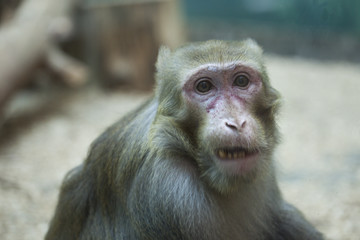 emotional expression face of monkey