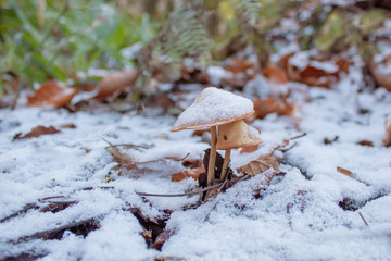 A Dusting of Snow on Light Orange Mushrooms