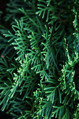Green Christmas leaves of Thuja trees background