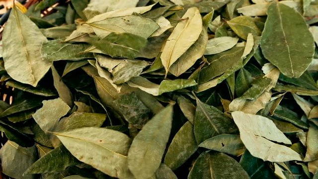 sorting dried coca leafs in a small woven basket