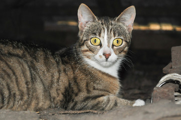 Obraz premium Cat lying on the ground, looking at the camera with yellow big eyes, in the countryside