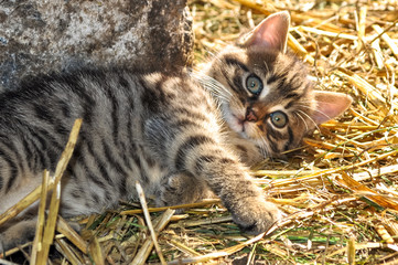 Little grey kitten lying on the hay in the sun, looking at the camera,  at the countryside