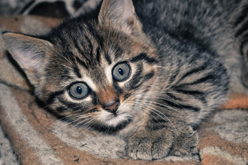 Little grey kitten lying on the blanket, looking at the camera,  at the countryside