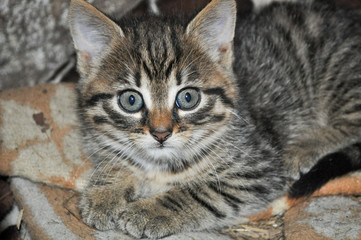 Little grey kitten lying on the blanket, looking at the camera,  at the countryside