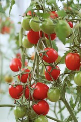  Green and red branch in a greenhouse.