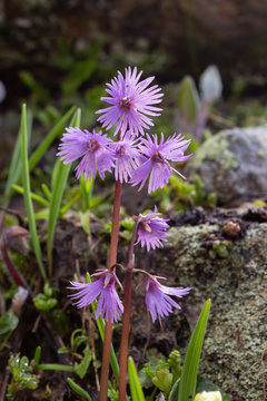 Alpine flower Soldanella Alpina (snowbell). Aosta valley, Italy. Photo taken at an altitude of 2500 meters in a mountain plateau just thawed.