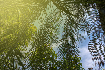 green leaf of treetop with light effect background