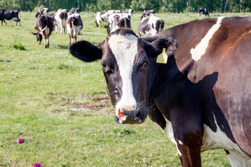 a Herd of cows at summer green field pasture