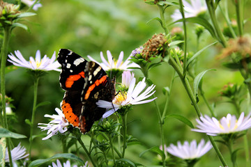 Fototapeta na wymiar A butterfly sits on a flower and eats pollen
