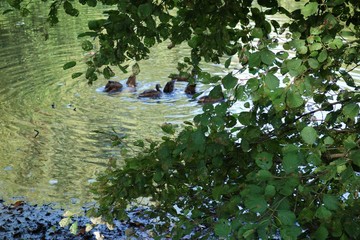 maman canne et ses cannetons