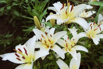 Fototapeta na wymiar Beautiful white lilies in drops after the rain.