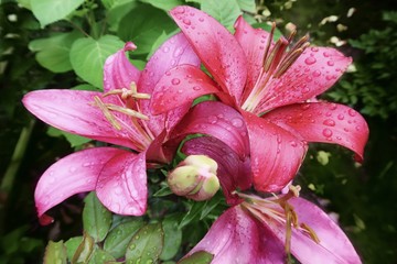  Three pink lilies in the drops of water in the garden bloom.