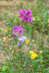 Gesse flower meadow
