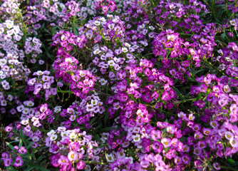 Purple and lilac flowers alyssum on a flower bed in the Park.