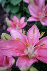 Cute pink Lily and drops after the rain with ascending statements