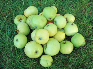 Juicy green apples lie on the grass in the garden.