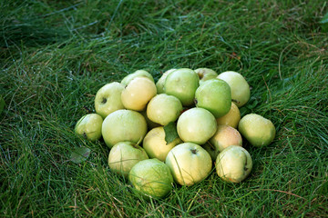 Juicy green apples lie on the grass in the garden.