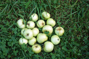 Juicy green apples lie on the grass in the garden.