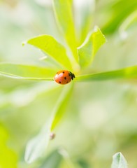 Ladybird walking on green plant in spring day