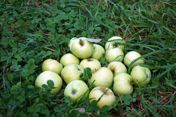 Juicy green apples lie on the grass in the garden.