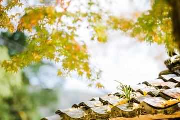 瓦の上の落ち葉