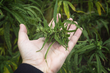 Farmer examination marijuana (Cannabis sativa) flowering cannabis plant and bud