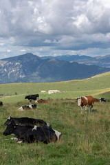 Fototapeta na wymiar Herd of cows resting